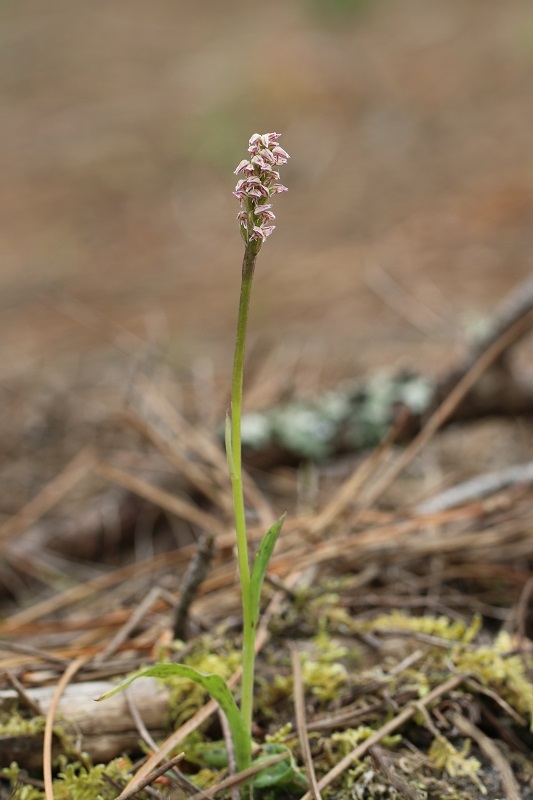 Neotinea maculata ( Orchis intact ) Intact22