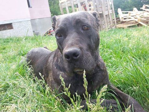 NERA croisée cane corso/dogue - SERBIE 11402812