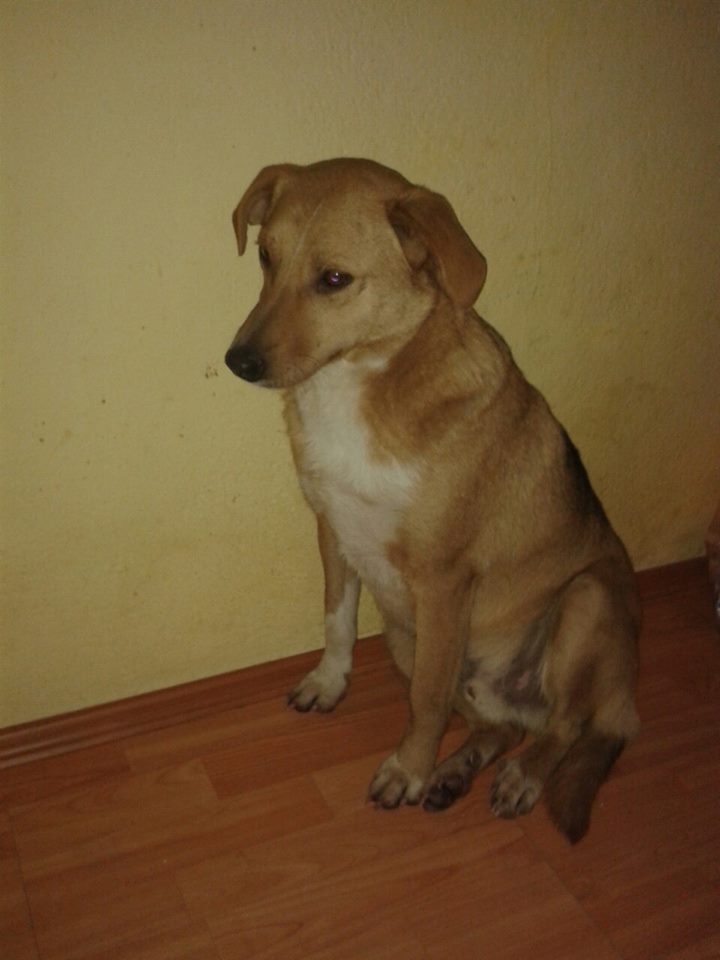 LEO chien très sympa - BULGARIE 12928210