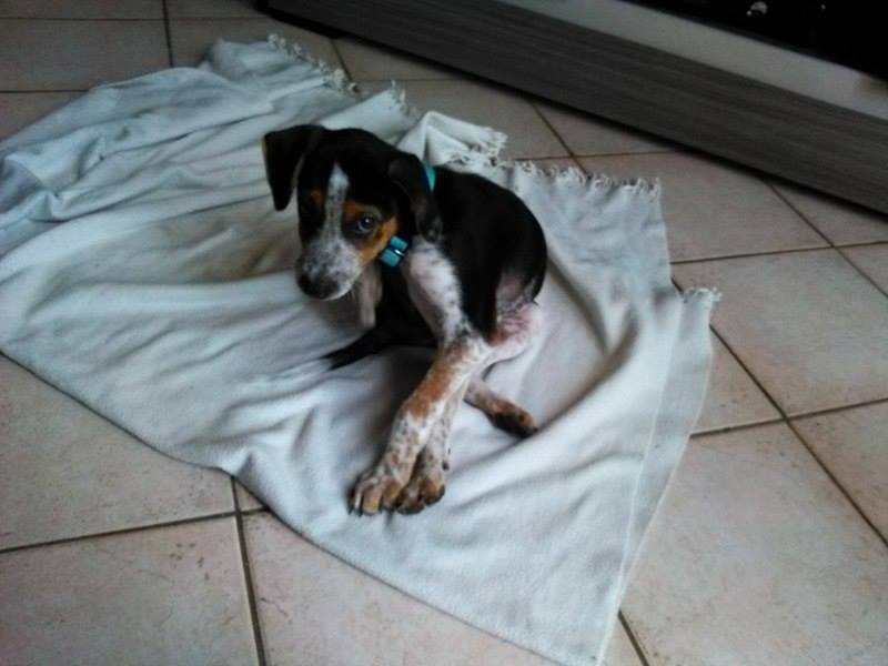 BILLY adorable chiot tricolore en FA dans le 95 - GUADELOUPE 13348810