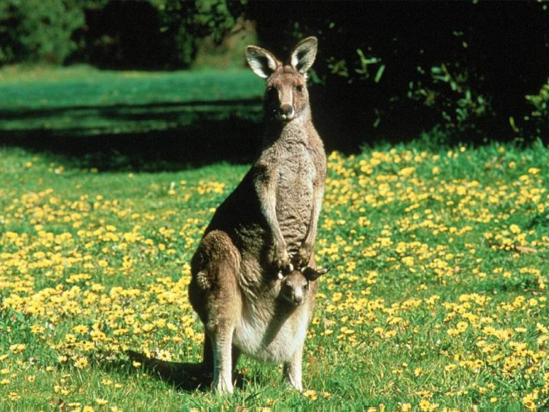 Про австралийских кенгуру 24f89910