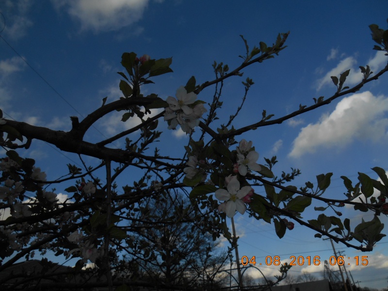 Freeze warning in Illinois tonight Apple10