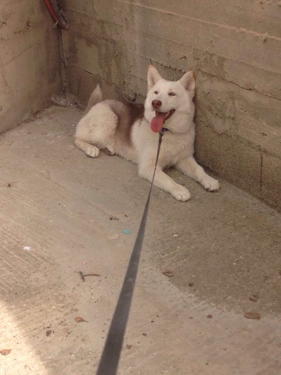 3 - I need your opinion about wither my dog is a real husky or mixed At8fup10