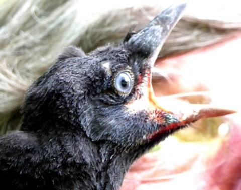 Bebe Corneille Ou Corbeau