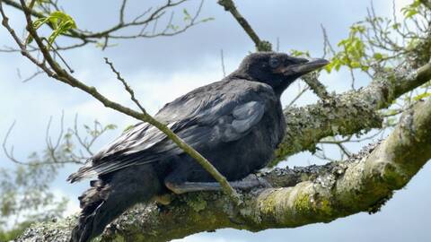 Bebe Corneille Ou Corbeau Bebe Corneille Ou Corbeau