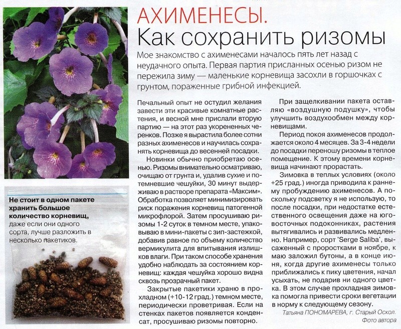 Ахименес Купить В Москве Цветок Где