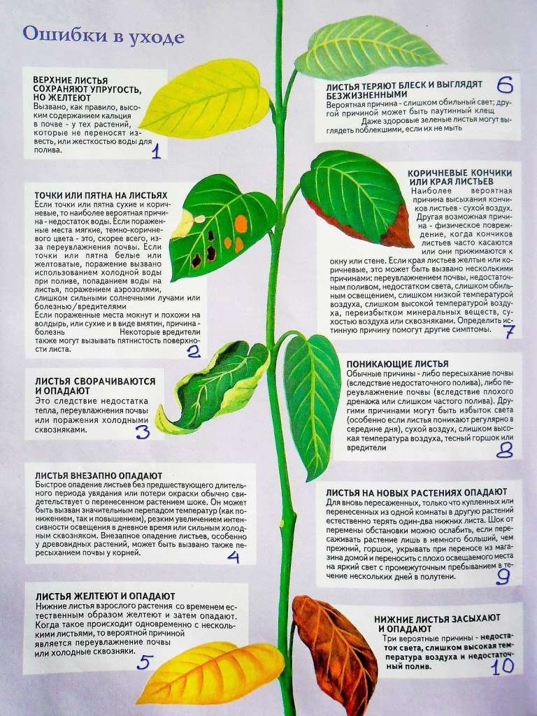 Болезни комнатных растений 0n6mrm10