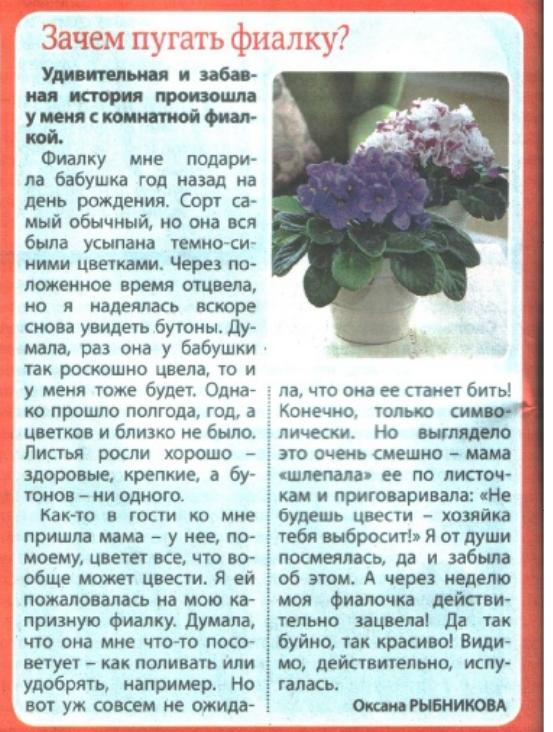 Вязаные узамбарские фиалки