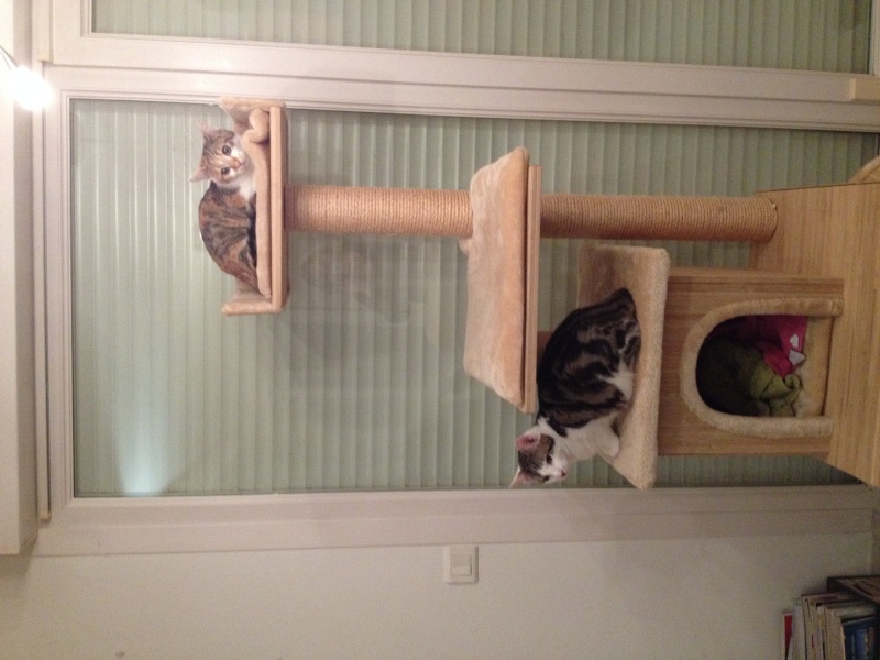 Blaze et Greedy, nés en novembre 2015 Img_1712
