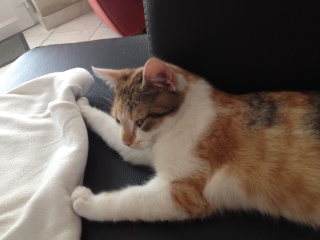 Blaze et Greedy, nés en novembre 2015 Img_1728