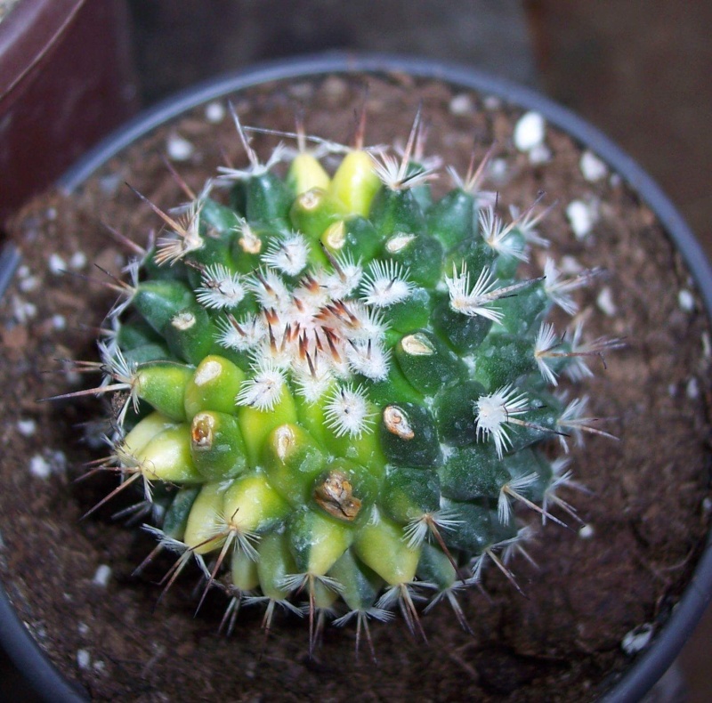 Mammillaria variegada ID  please Receiv10