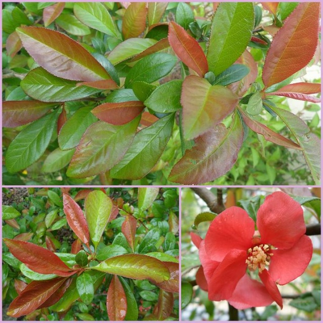 Cognassier du Japon (Chaenomeles x superba) 2016-020