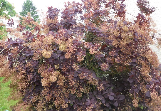 L'arbre aux perruques (Cotinus coggygria) Sam_7115