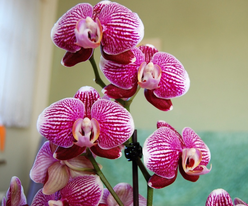 Meine Orchideen Dsc_0014