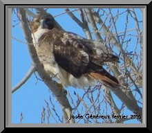 Besoin d'aide pour identifier cet oiseau  Interr10