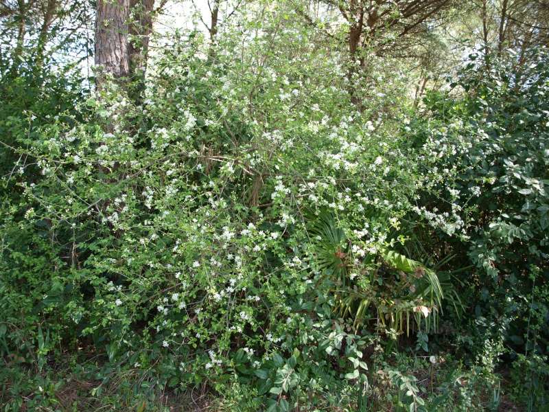 Prunus mahaleb - cerisier de Sainte-Lucie P4067614