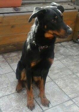 Urgent loocky mâle beauceron né en décembre 2014 Beauce10