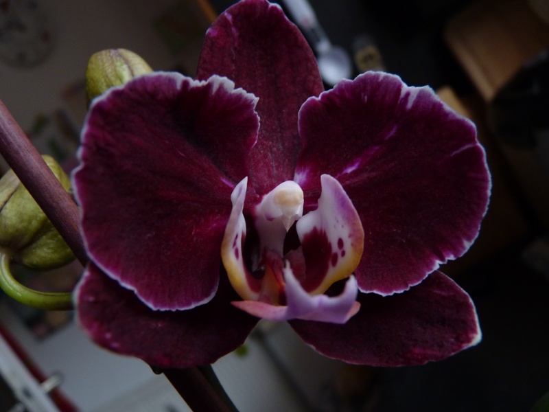 Dies sind meine Orchideen 07_312