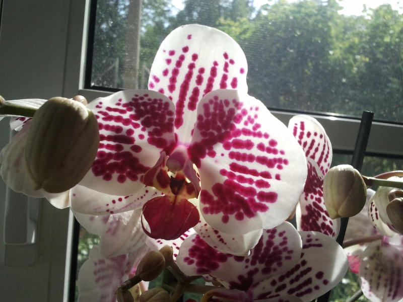 Dies sind meine Orchideen 09_110