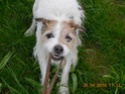 ELVIS Parson Jack Russle sucht seine Menschen Elvis_15