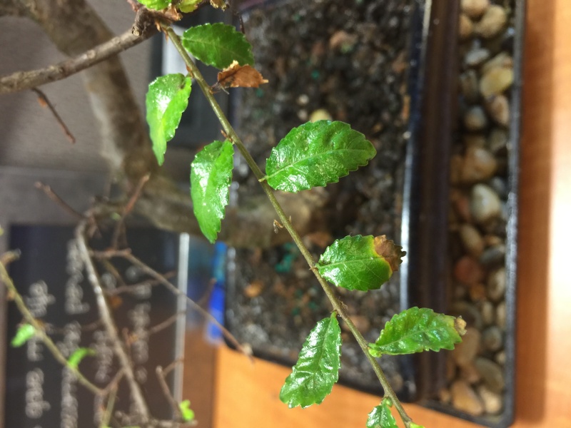 Sick Chinese Elm--newbie needs some advice. Tree110