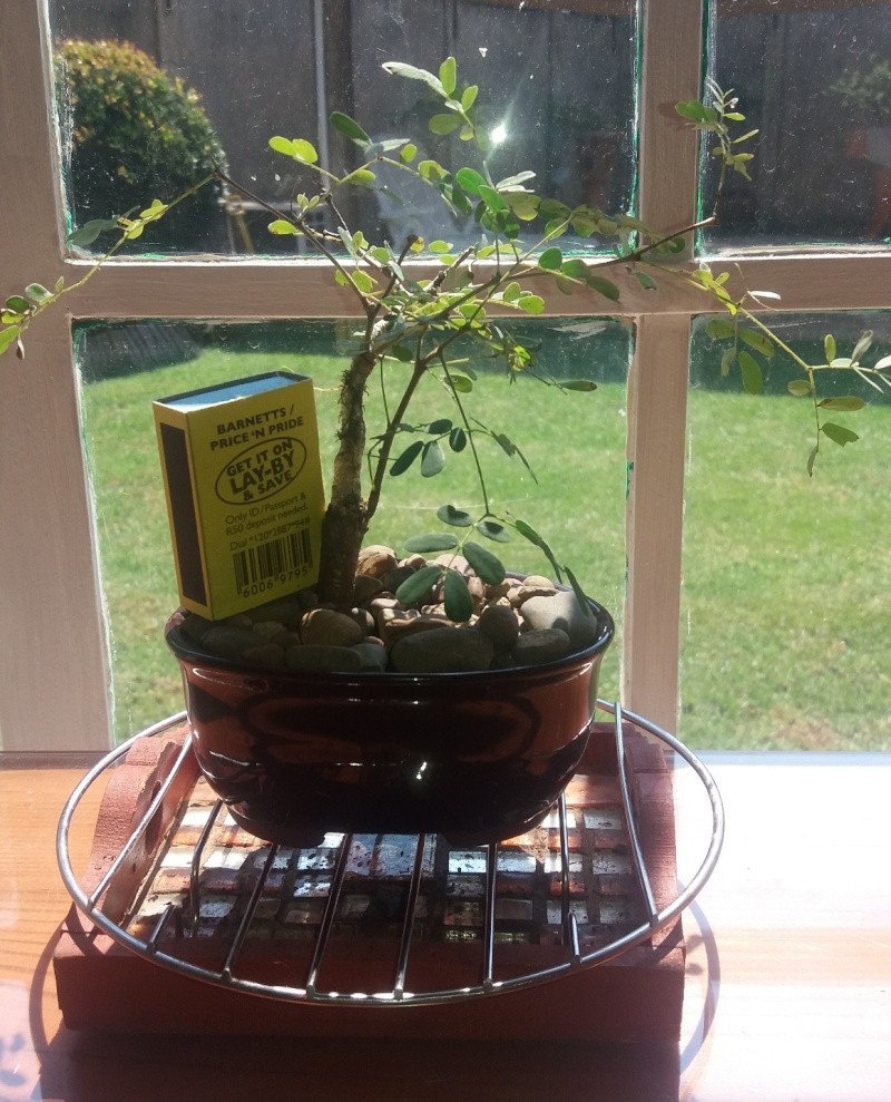 Beginner - Acacia Burkei - HELP! Bonsai10