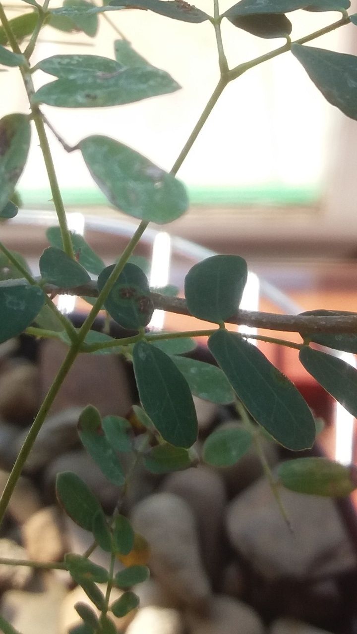 Brown spots and knobs on leaves Screen10