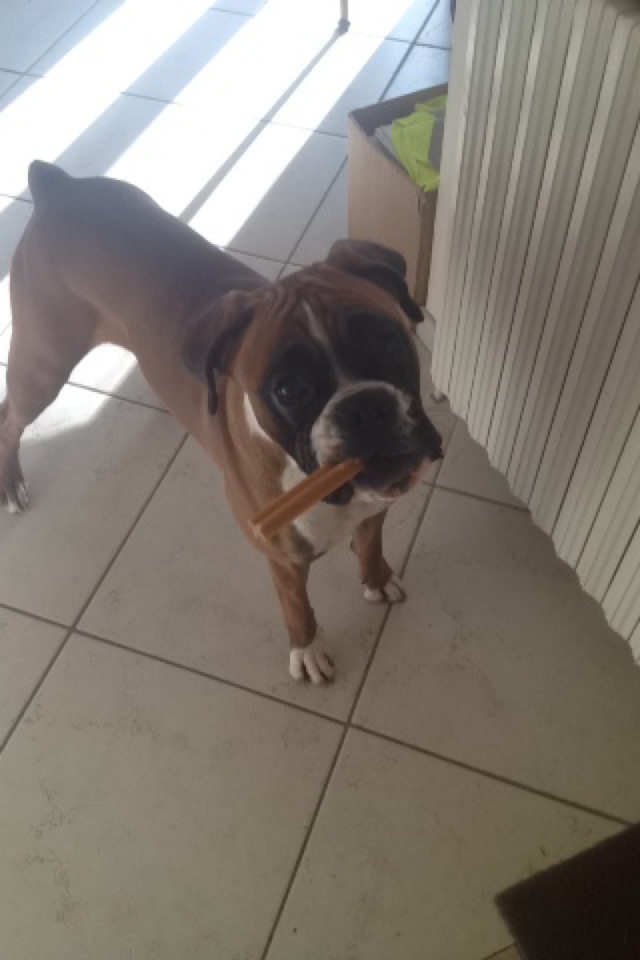 boxer Image11