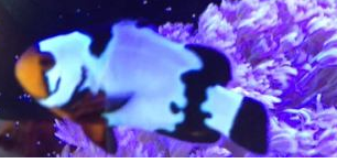 Wiley Morgan of Gen64 on Skype Chat Friday Night ~ Updated 6/10 - Page 4 Fish210