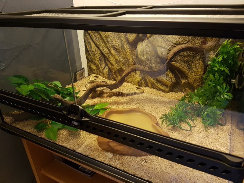 Terrarium pour pantherophis guttatus juvénile - Page 3 20160413