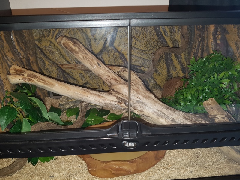 Terrarium pour pantherophis guttatus juvénile - Page 3 20160510