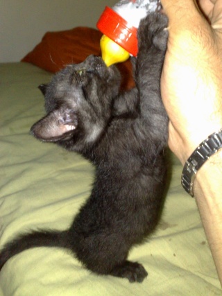 Mi gato negro Nuevio11