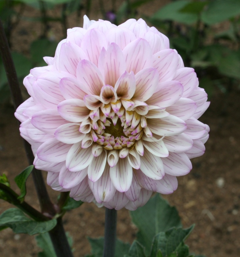 Achat Dahlias Img_6110
