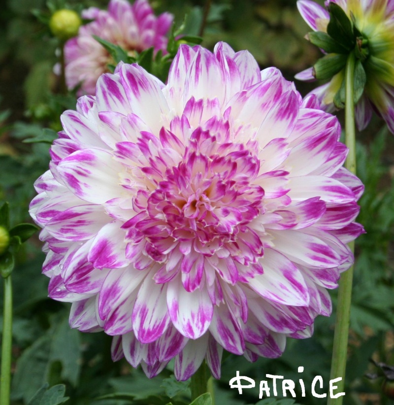 Achat Dahlias Que_se10