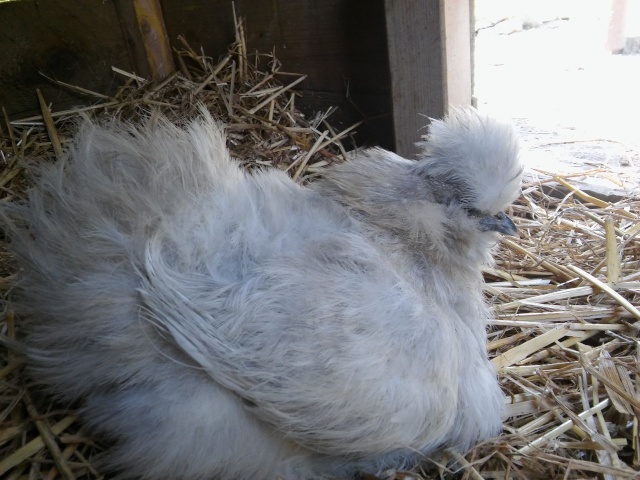 avis poule pékin et quelle couleur de coq prendre 20160417