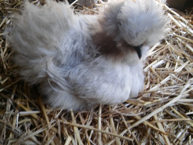 avis poule pékin et quelle couleur de coq prendre 20160419