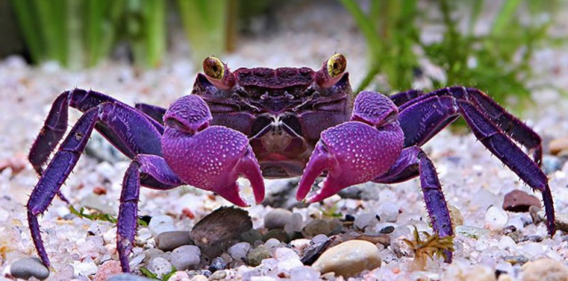 Quel crabe pour votre paludarium ? Geoses10