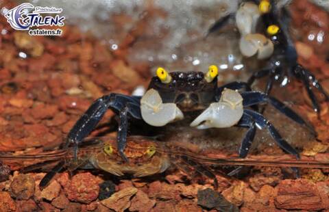 Quel Crabe Pour Votre Paludarium Quel Crabe Pour Votre Paludarium
