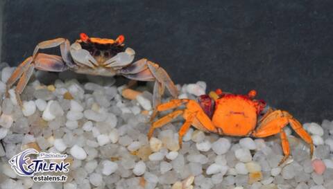 Quel Crabe Pour Votre Paludarium Quel Crabe Pour Votre Paludarium