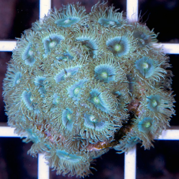 Les PROMOS et NOUVEAUTES chez Coral Biome Img_1612