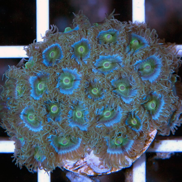 Les PROMOS et NOUVEAUTES chez Coral Biome Img_1614