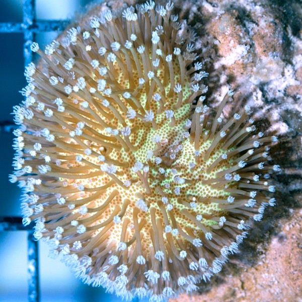 Les PROMOS et NOUVEAUTES chez Coral Biome Img_1622