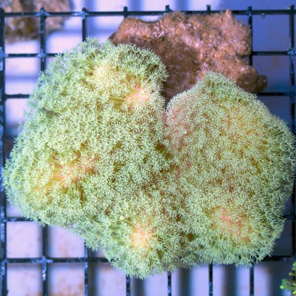Les PROMOS et NOUVEAUTES chez Coral Biome Img_1623