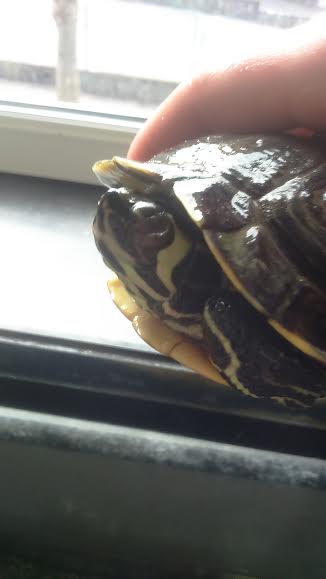 Ma tortue n'ouvre plus les yeux 05461210
