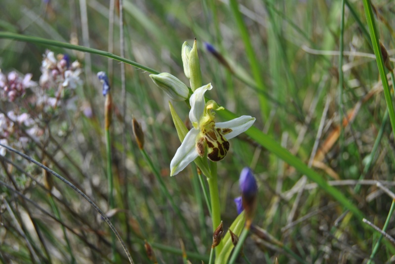 Ophrys apifera : forme de labelle et couleur étranges Dsc_0911