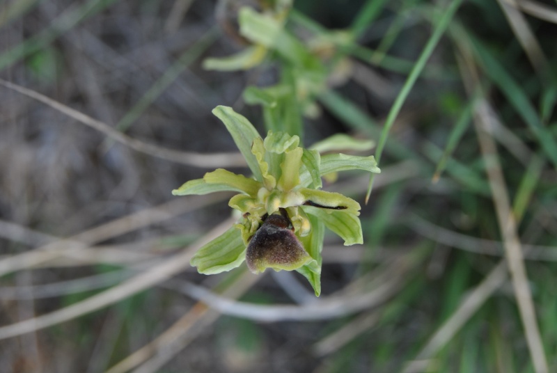 bizarrerie naturelle.... sur Ophrys occidentalis Dsc_1310