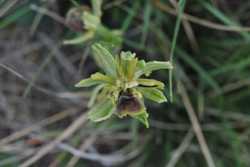bizarrerie naturelle.... sur Ophrys occidentalis Dsc_1311