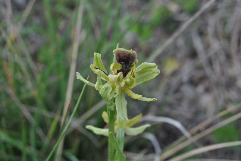 bizarrerie naturelle.... sur Ophrys occidentalis Dsc_1312