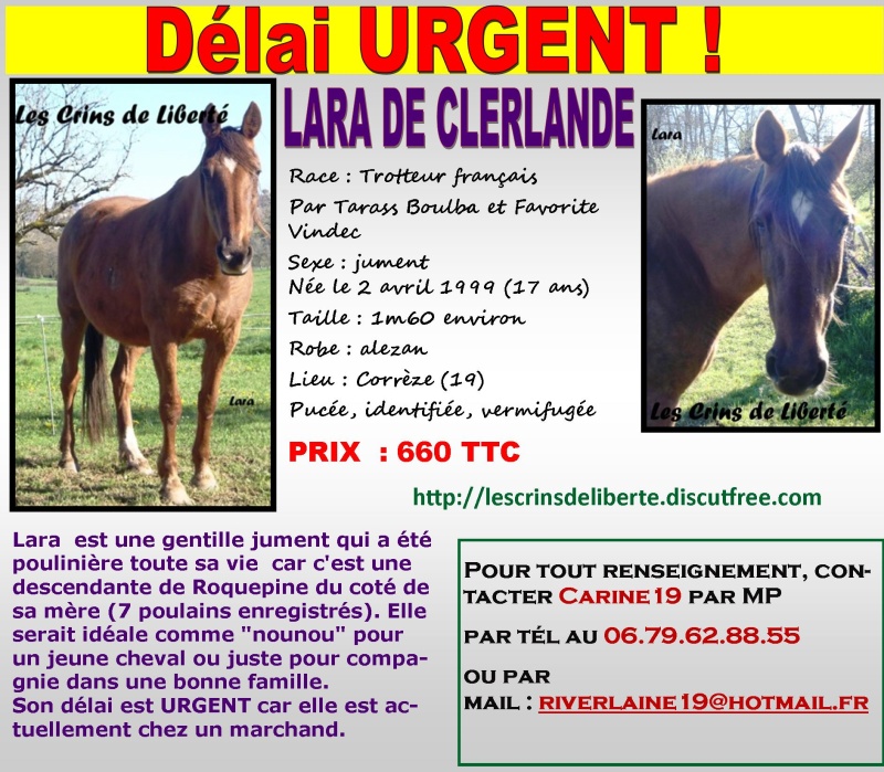 Dept19 - 17 ans - LARA DE CLERLANDE - TF- sauvée par CatherineL (Octobre 2016) Lara11