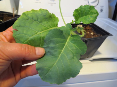 Yellowing, curling leaves: cabbage, broccoli, cauliflower, parsley = Calcium deficiency? Brocco10